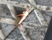 فيديو: أسراب صغيرة من الجراد تصل إلى مدينة يافا وتوقعات بتزايد أعدادها مساء اليوم 